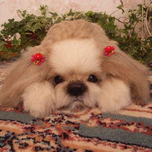 ��{�@���qvol.2�@Shih Tzu