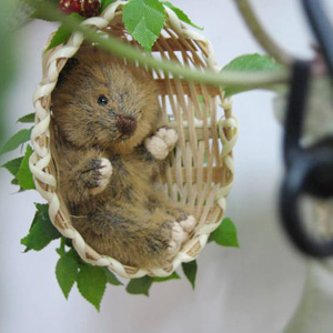 ���� ���qvol,1