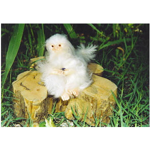 ���{ ���K vol,1 [ �V���o�[�}�[���Z�b�g ]